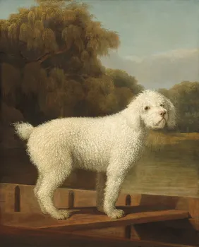100% käsitsi maalitud õlimaal # KODU elutoas Dekoratiivne kunst # Loomade koer Valge Puudel on Punt KUNSTI maali lõuendile
