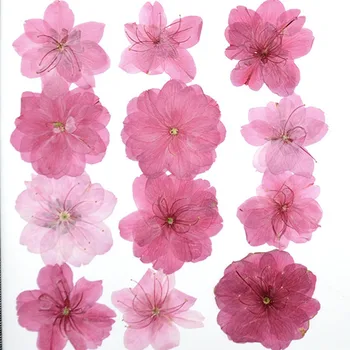 3-5cm/12tk,Loodus Pressitud kirsi õied,Tõeline lille kroonlehed DIY Pulm kutse Käsitöö kinkekaart,Flores Näo Kaunistamiseks