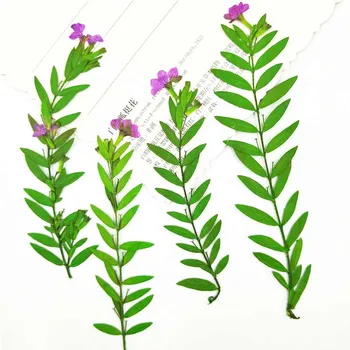 Botaanika-on Isendid, Kuivatatud Lilled Mobiiltelefoni Käsitöö Leaf Kleebised 80Pcs